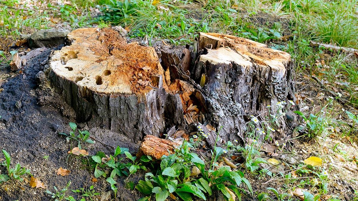 stump removal utah county