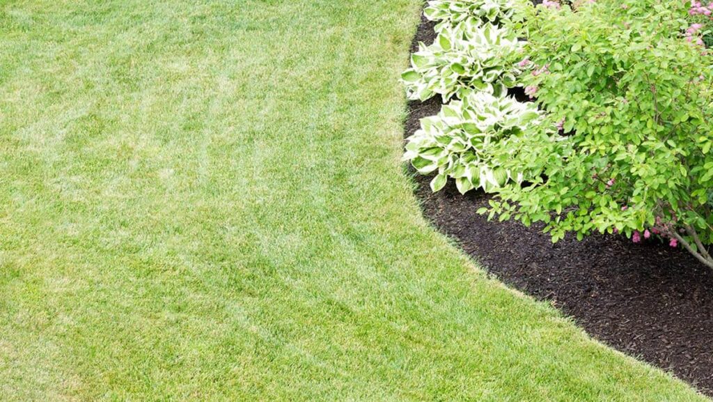 stump removal in Salt Lake City