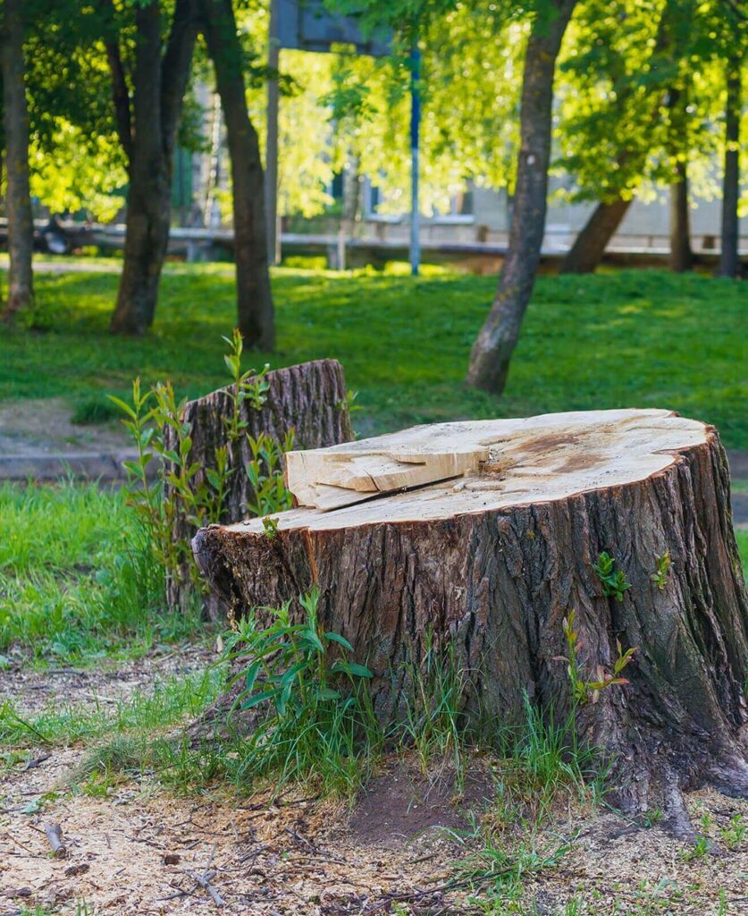 stump grinding removal