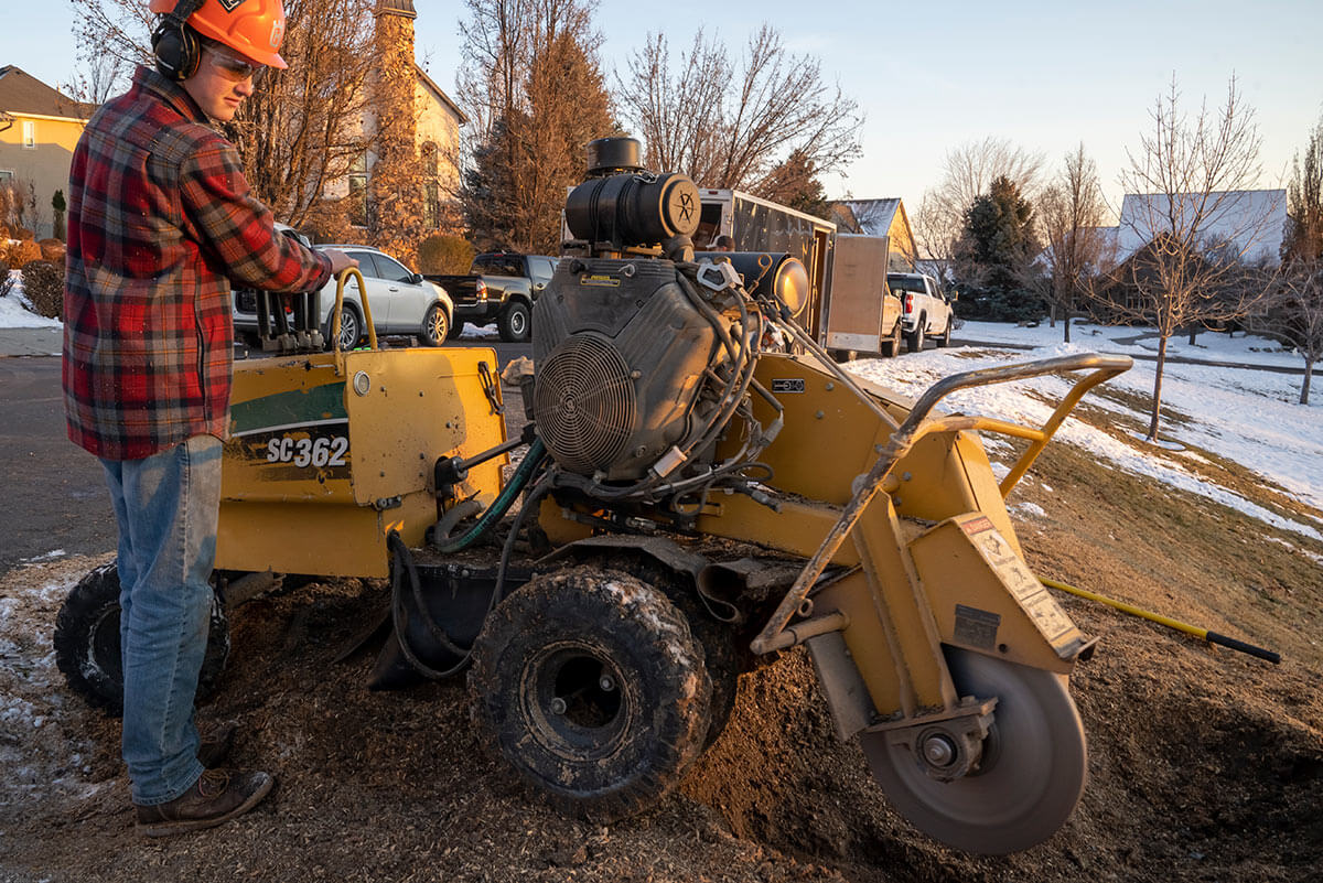 Stump grinding example