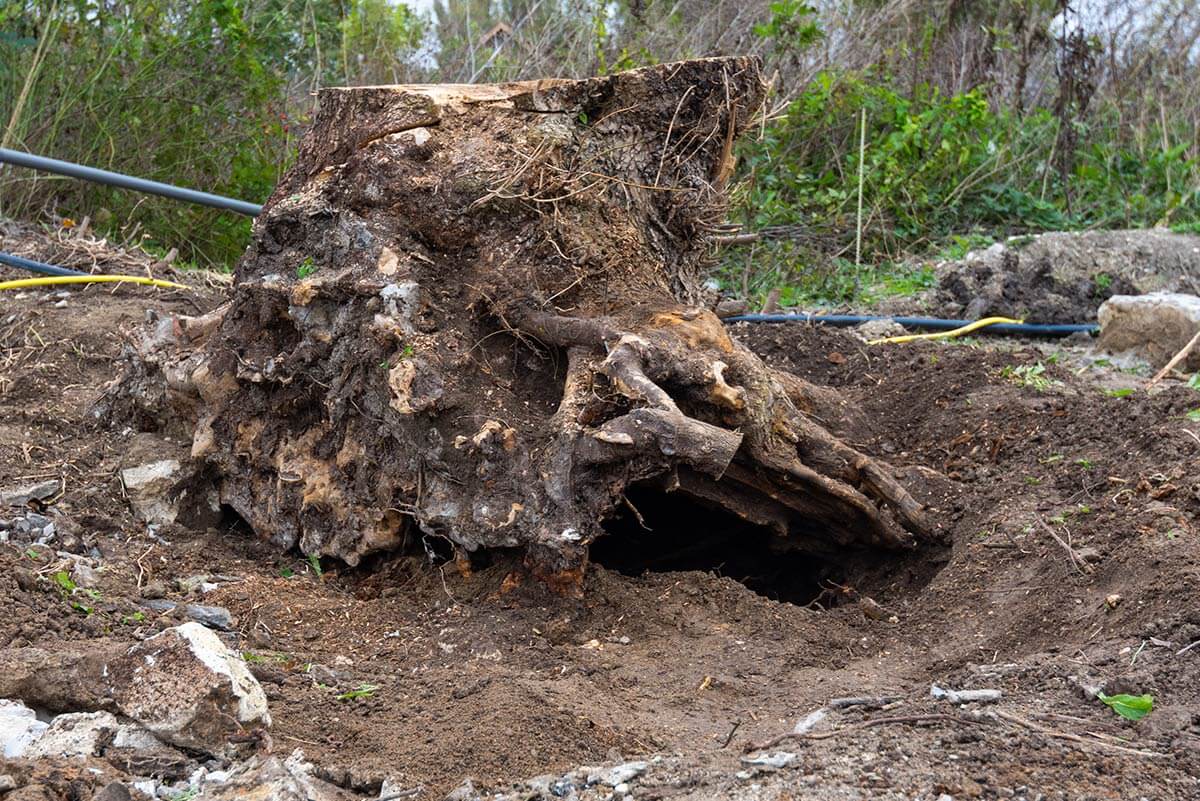 stump removal Salt Lake City