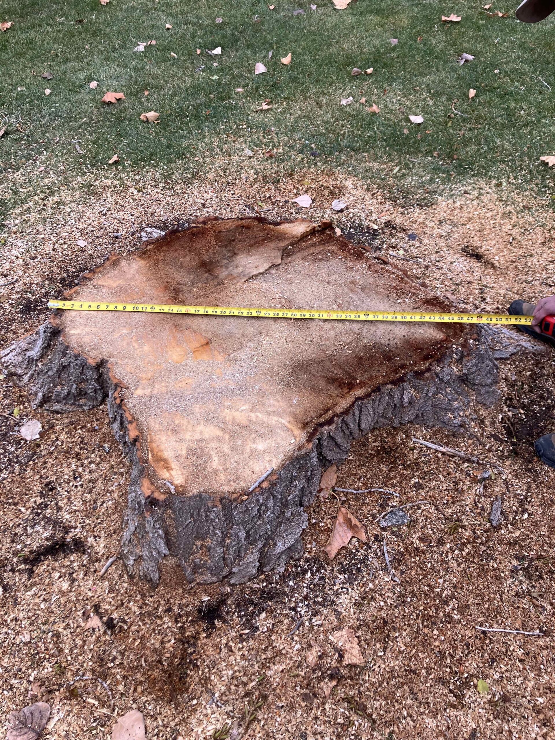 Featured image for “Affordable Stump Grinding in Riverton, UT – Free Quote!”