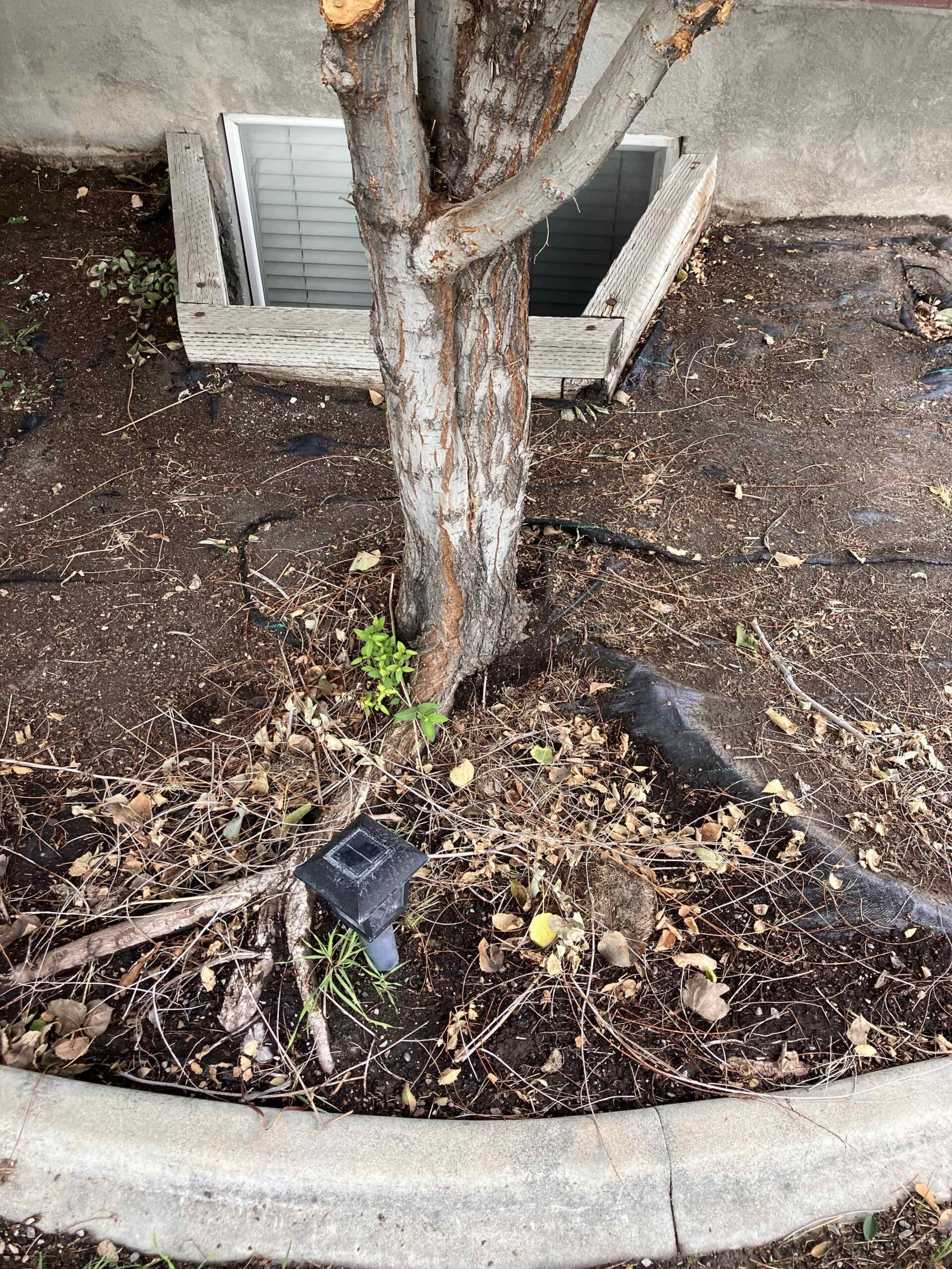 Featured image for “Affordable Stump Grinding & Removal in West Jordan | Stump X”