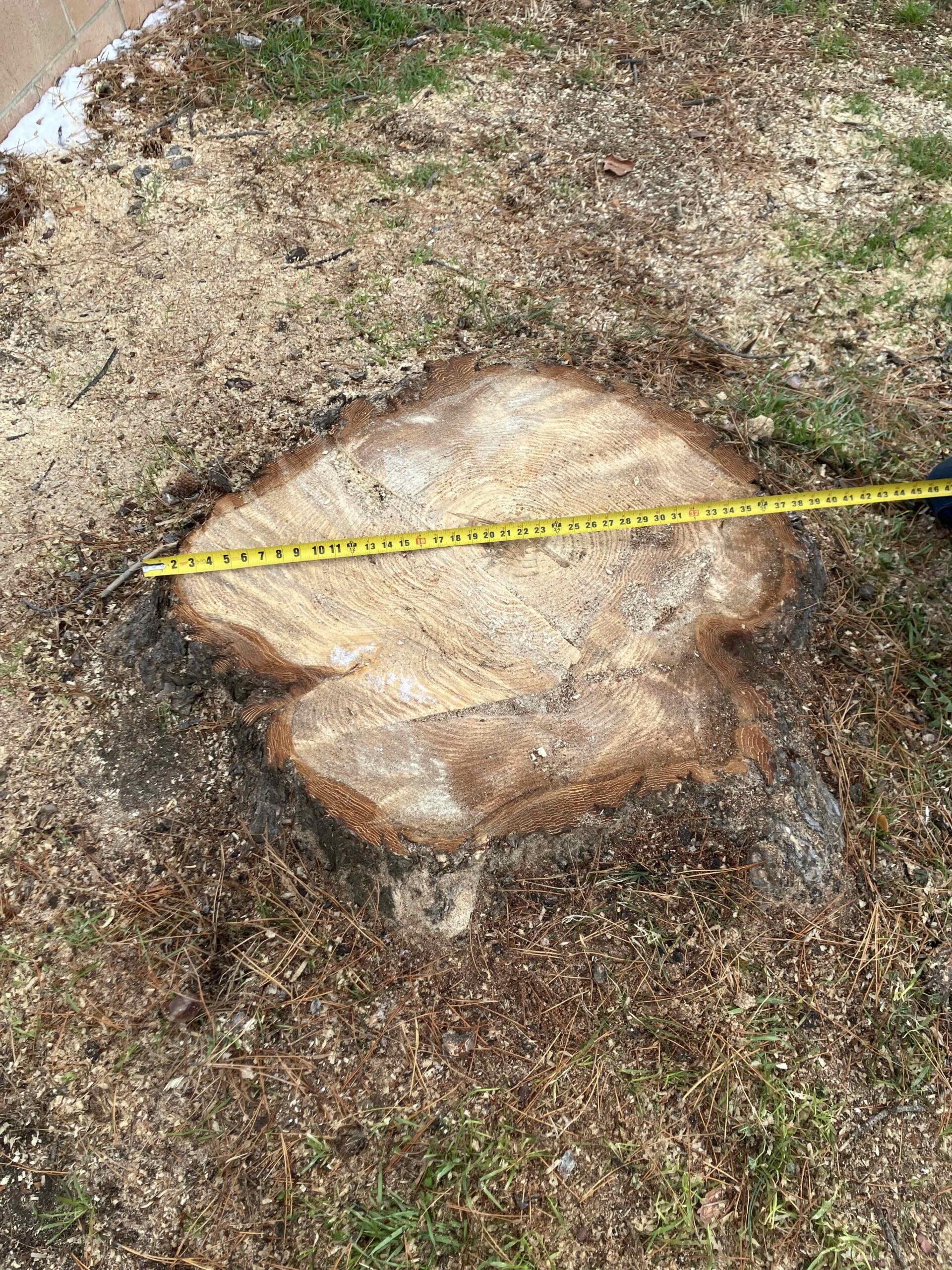 Featured image for “Stump X West Valley: $250 Grinding & Removal + Free Quote!”