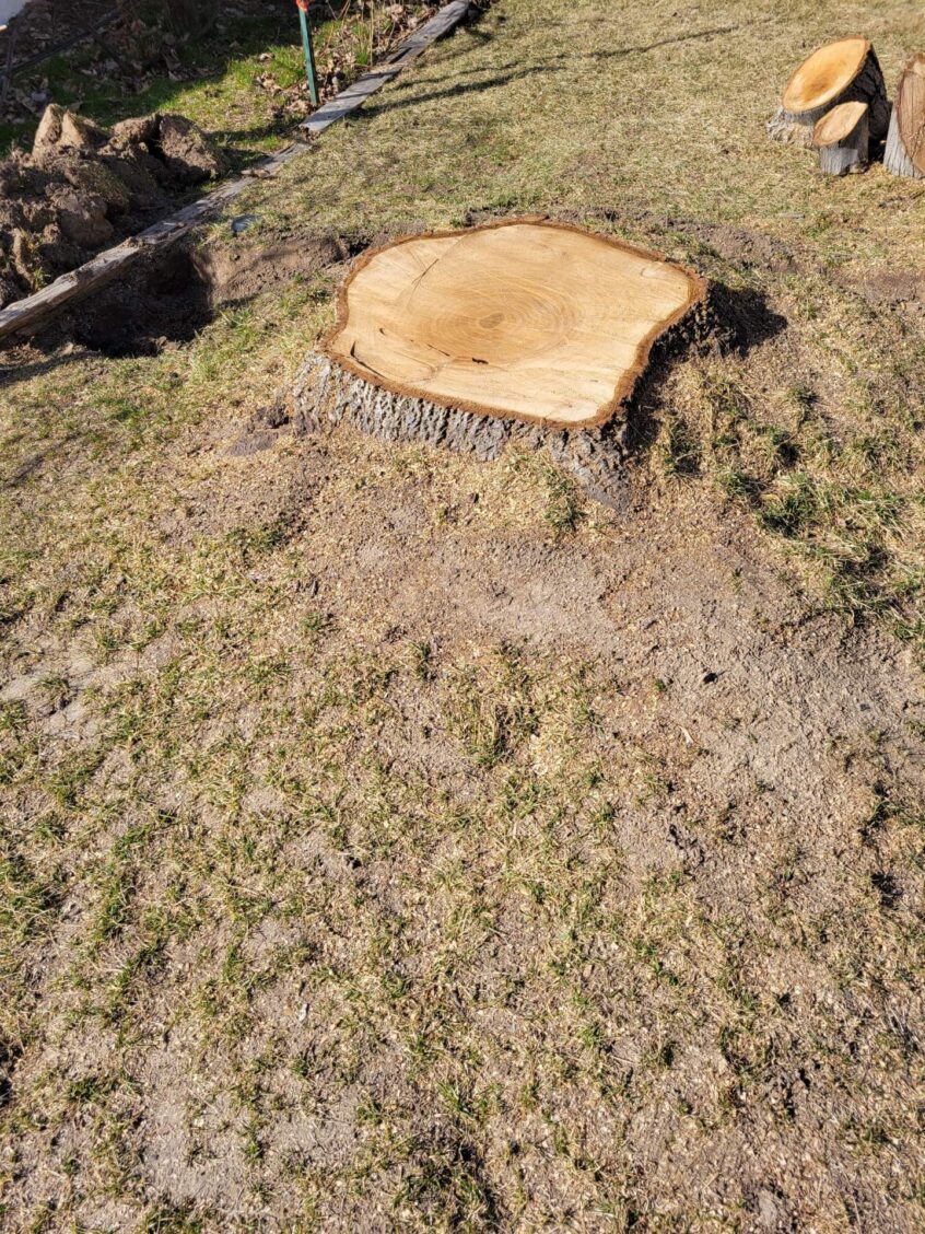 Affordable Stump Removal & Grinding in Syracuse, UT – Call Stump X!