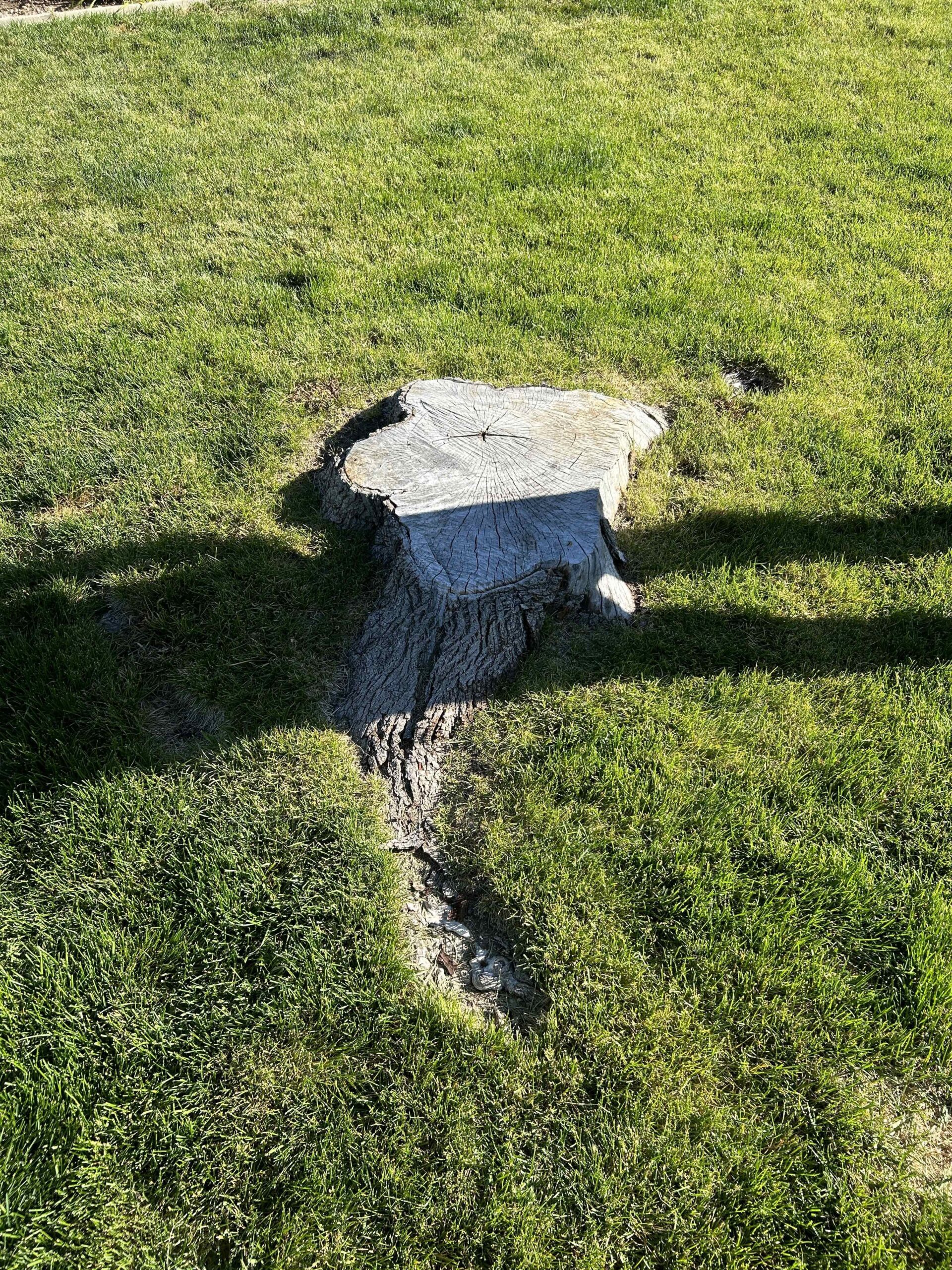 Featured image for “Quick Lehi Stump Removal: Affordable & Worry-Free | Stump X”