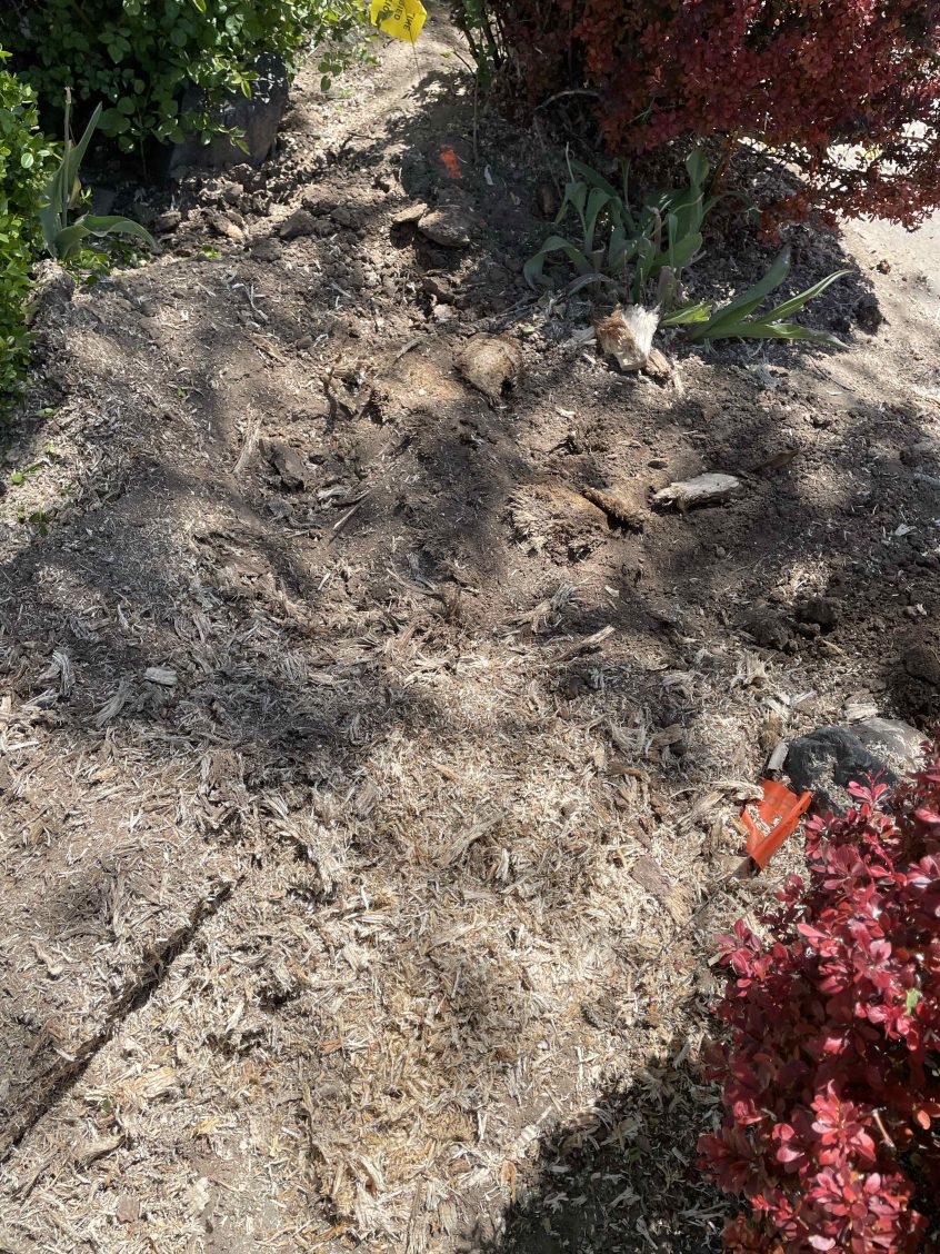 Why Professional Stump Grinding Beats DIY in Lehi, UT