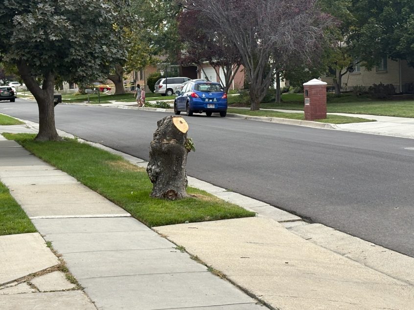 Stump Grinding Service for a 30” Stump – South Jordan UT