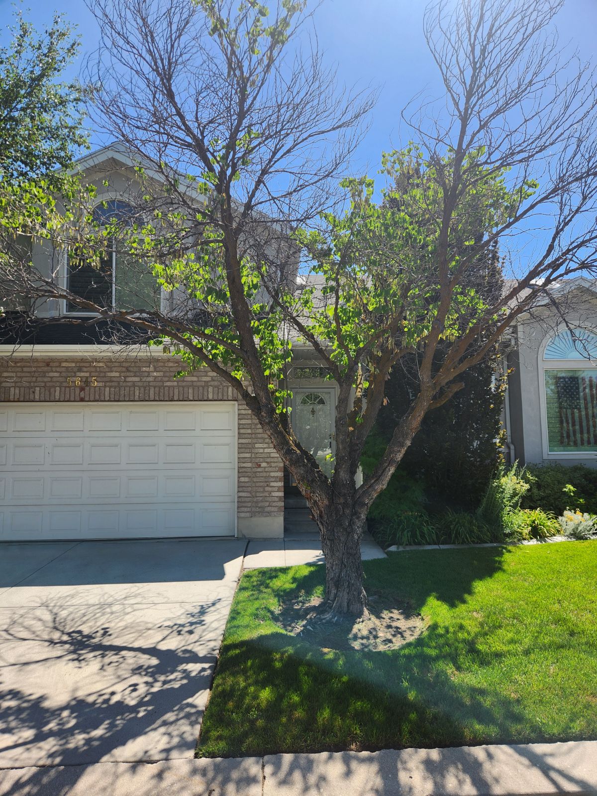 Featured image for “Preparing Your Yard for New Growth: Expert Stump Grinding in Holladay, UT”