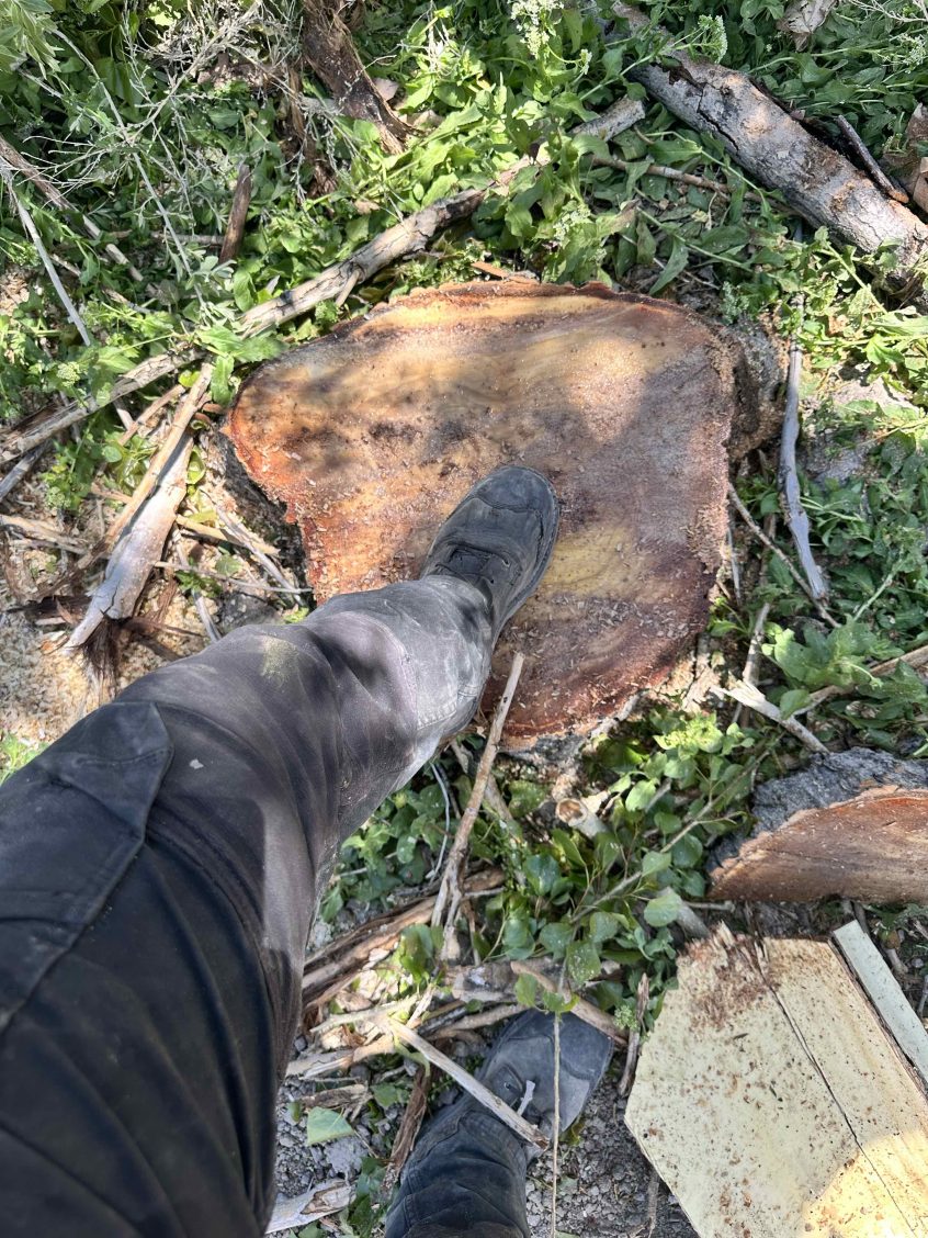 Stump Grinding in Lehi, Utah: Clearing Space for New Growth Stump Grinding in Lehi, Utah: Clearing Space for New Growth
