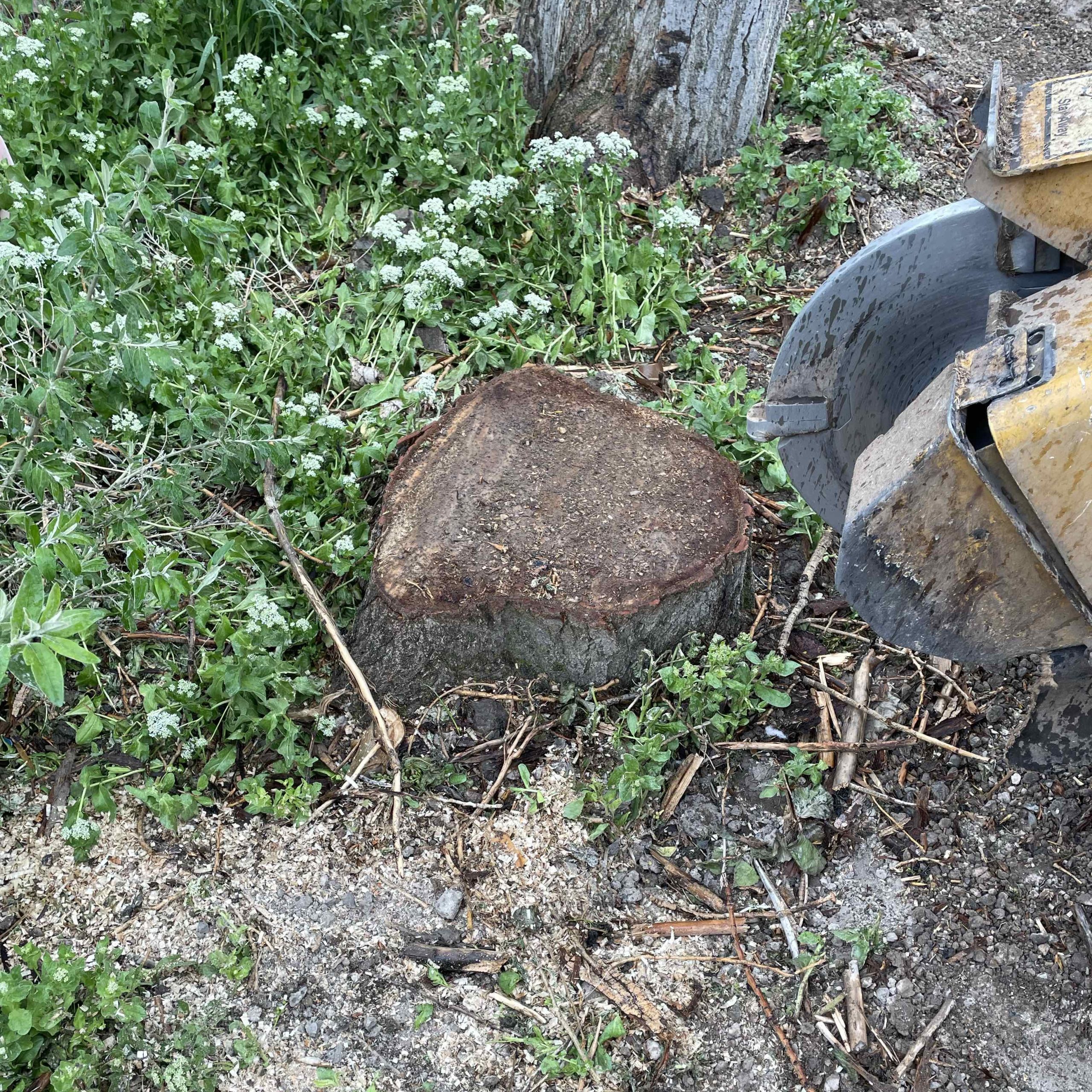 Featured image for “Pine Stumps Are Tougher Than They Look: Lehi Stump Removal”