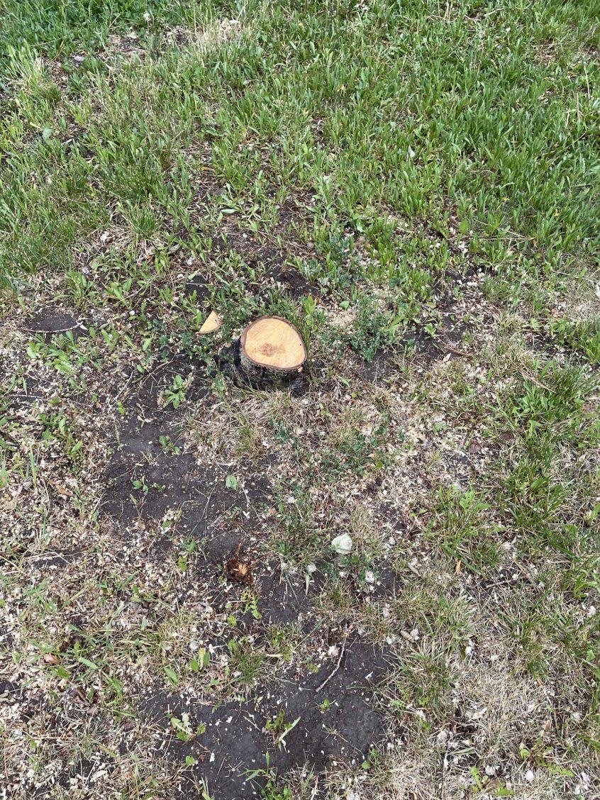 Aspen Removal in Salt Lake City: Why Stump Grinding Is the Best Choice