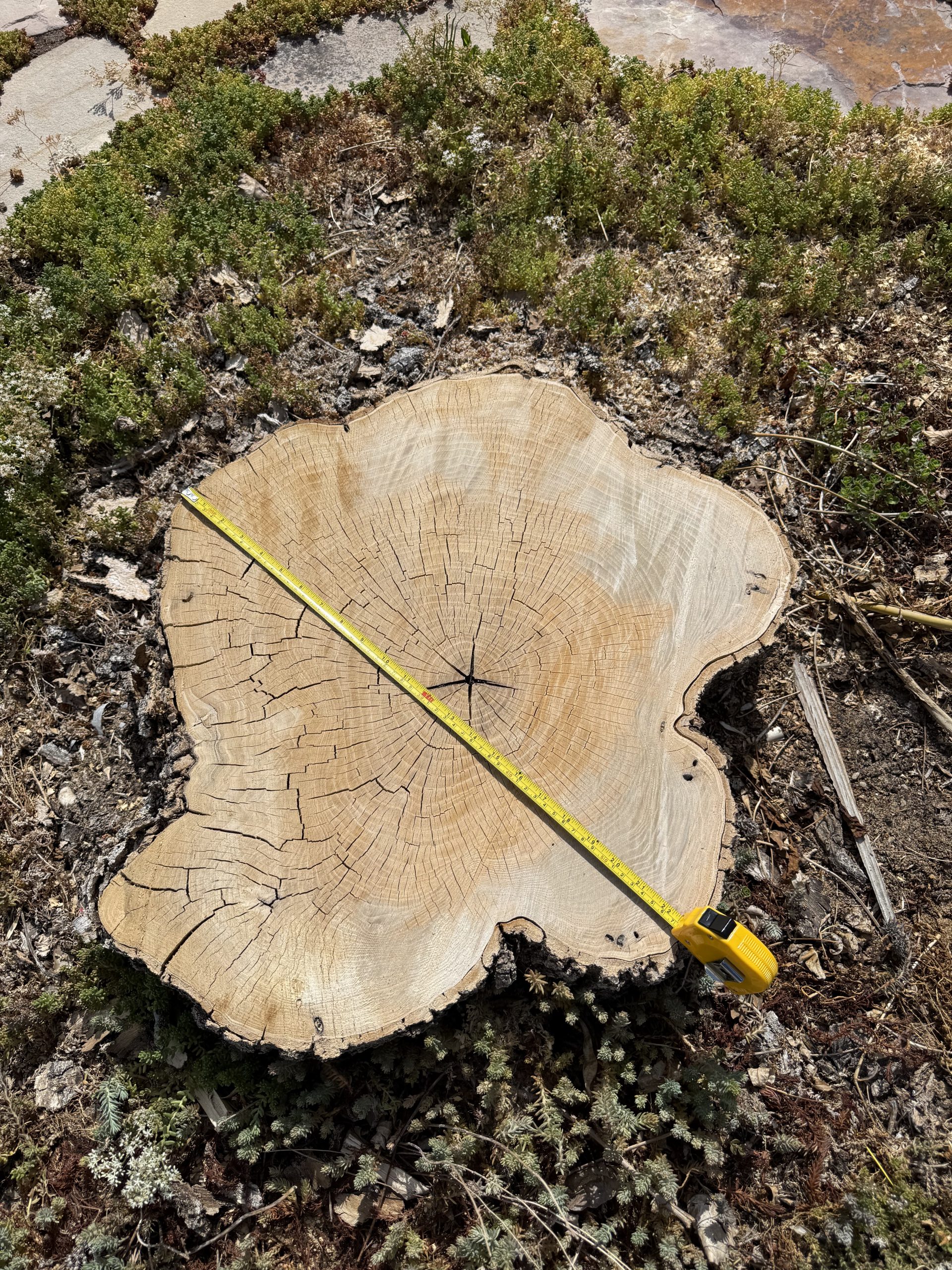 Featured image for “Stump Grinding in Salt Lake City: A Recent Job Spotlight”