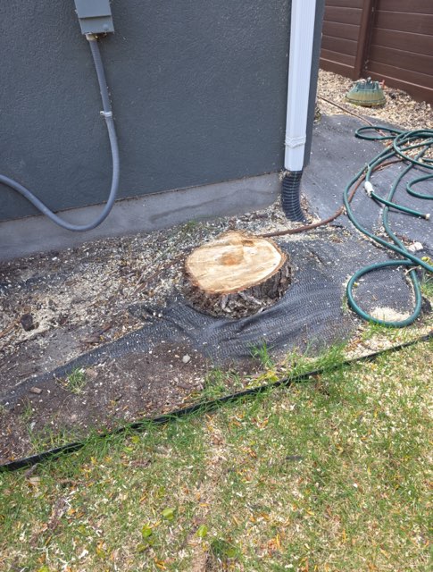Featured image for “Stump Removal in Vineyard: Why Trees Too Close to Your Home Can Cause Big Problems”