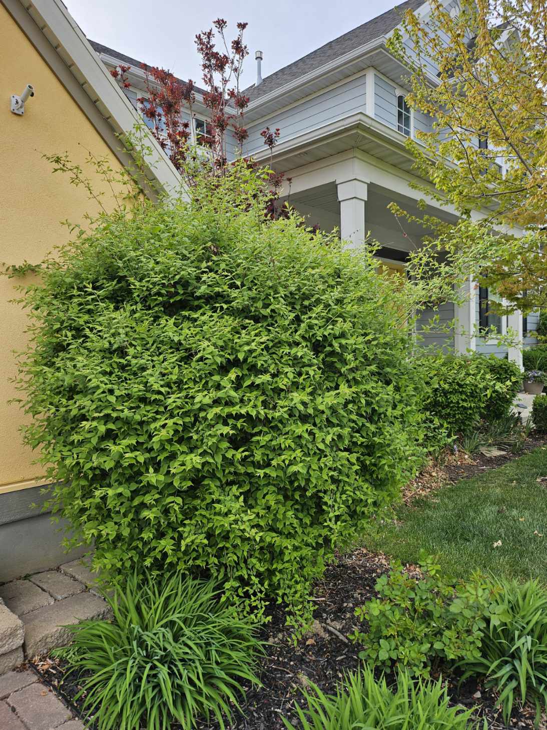 Featured image for “From Bush to Bare Ground: Tree Removal Done Right in South Jordan UT”