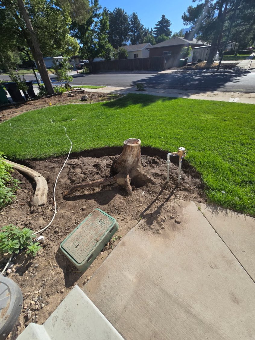 Stump Grinding in Sandy, Utah: Tackling Large Pine Stump Removal