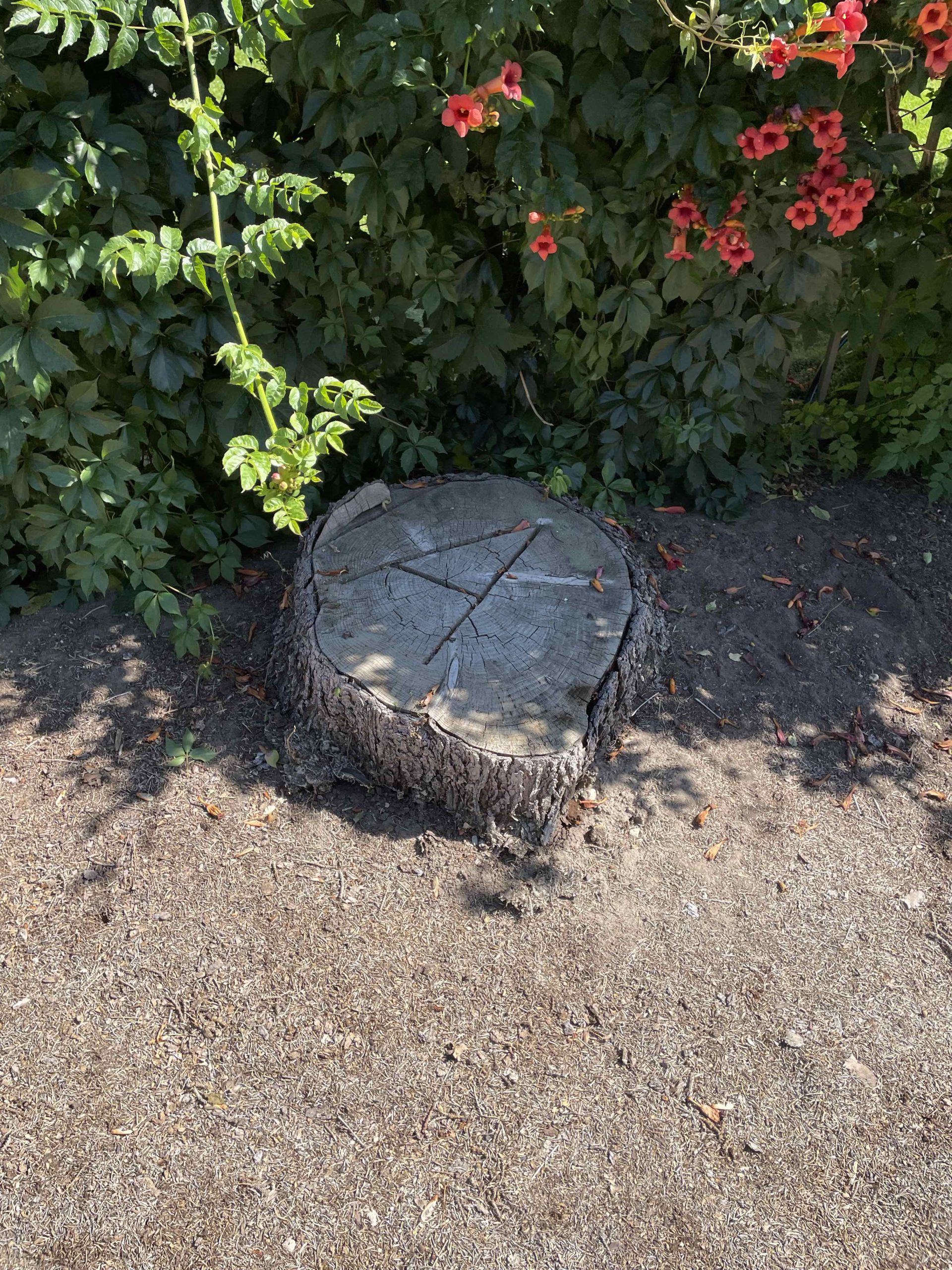 Featured image for “Precision Stump Removal in Cottonwood Heights, Utah”