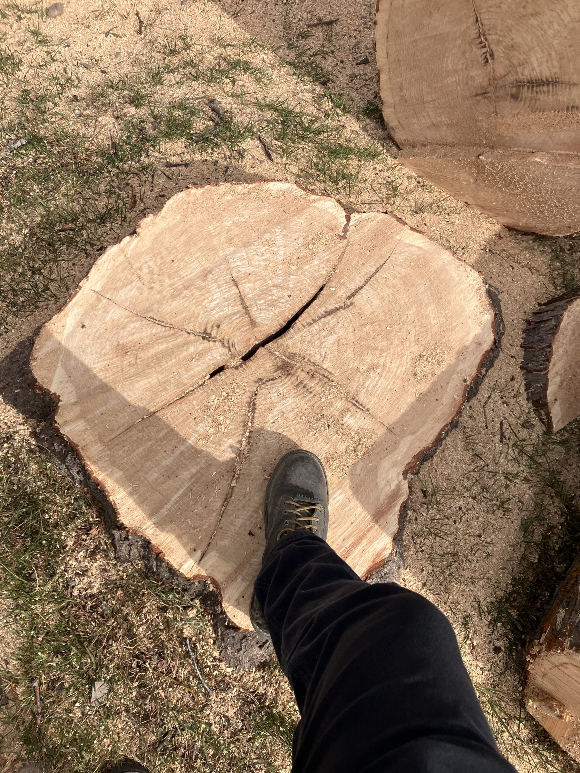 Featured image for “Stump Grinding in American Fork: Why Leaving Your Stump Bare Isn’t Enough”