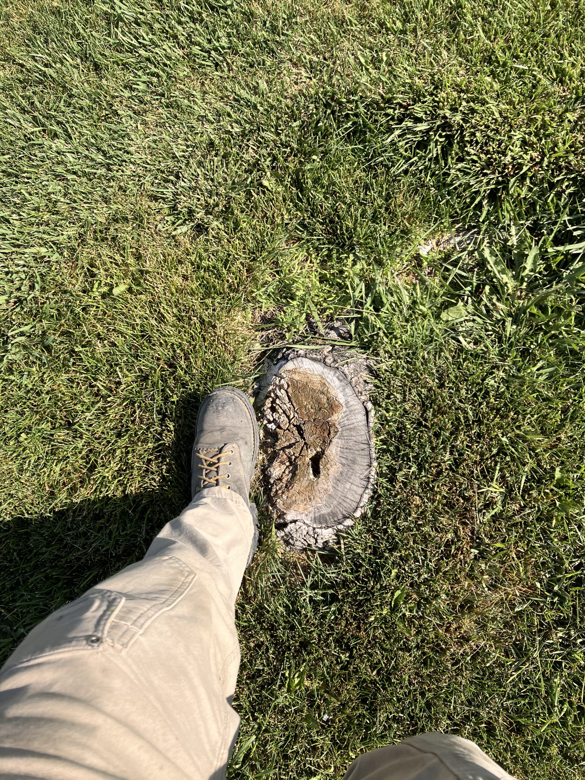 Featured image for “Efficient Stump Removal for Pleasant Grove Businesses”