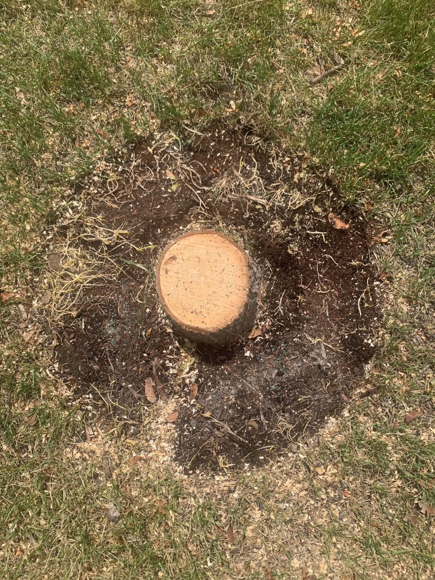Efficient Stump Removal in South Jordan: Clearing Space Safely Efficient Stump Removal in South Jordan: Clearing Space Safely