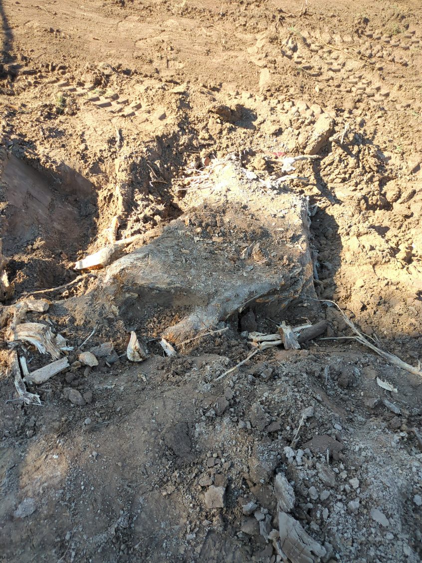 Front Yard Stump Grinding in Midvale, Utah