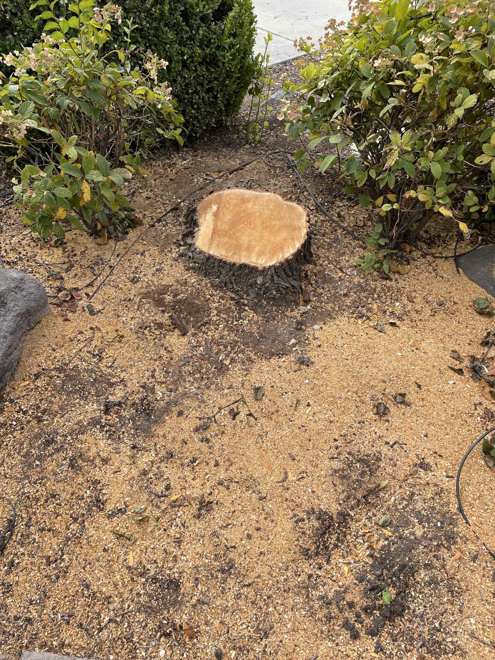 Featured image for “Removing a Front-Yard Bush Stump in South Jordan, Utah”