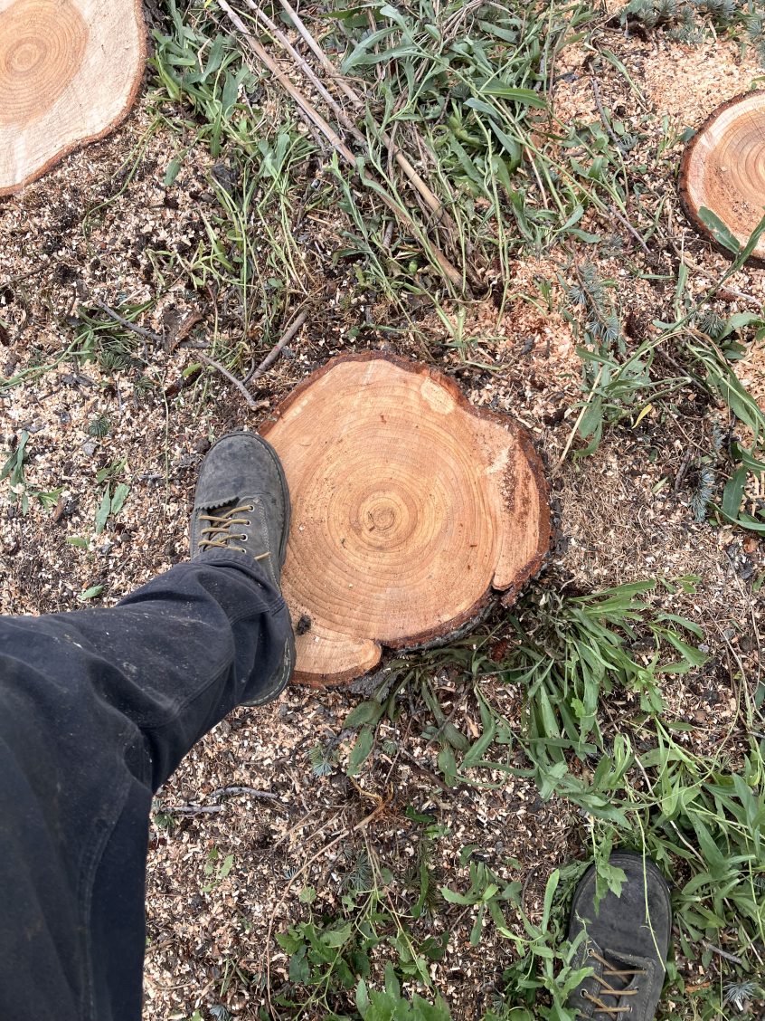 Preparing a Front Yard for Replanting With Deep Stump Grinding Preparing a Front Yard for Replanting With Deep Stump Grinding