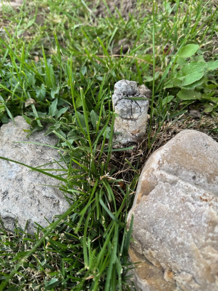 Backyard Stump Grinding Project in American Fork, Utah