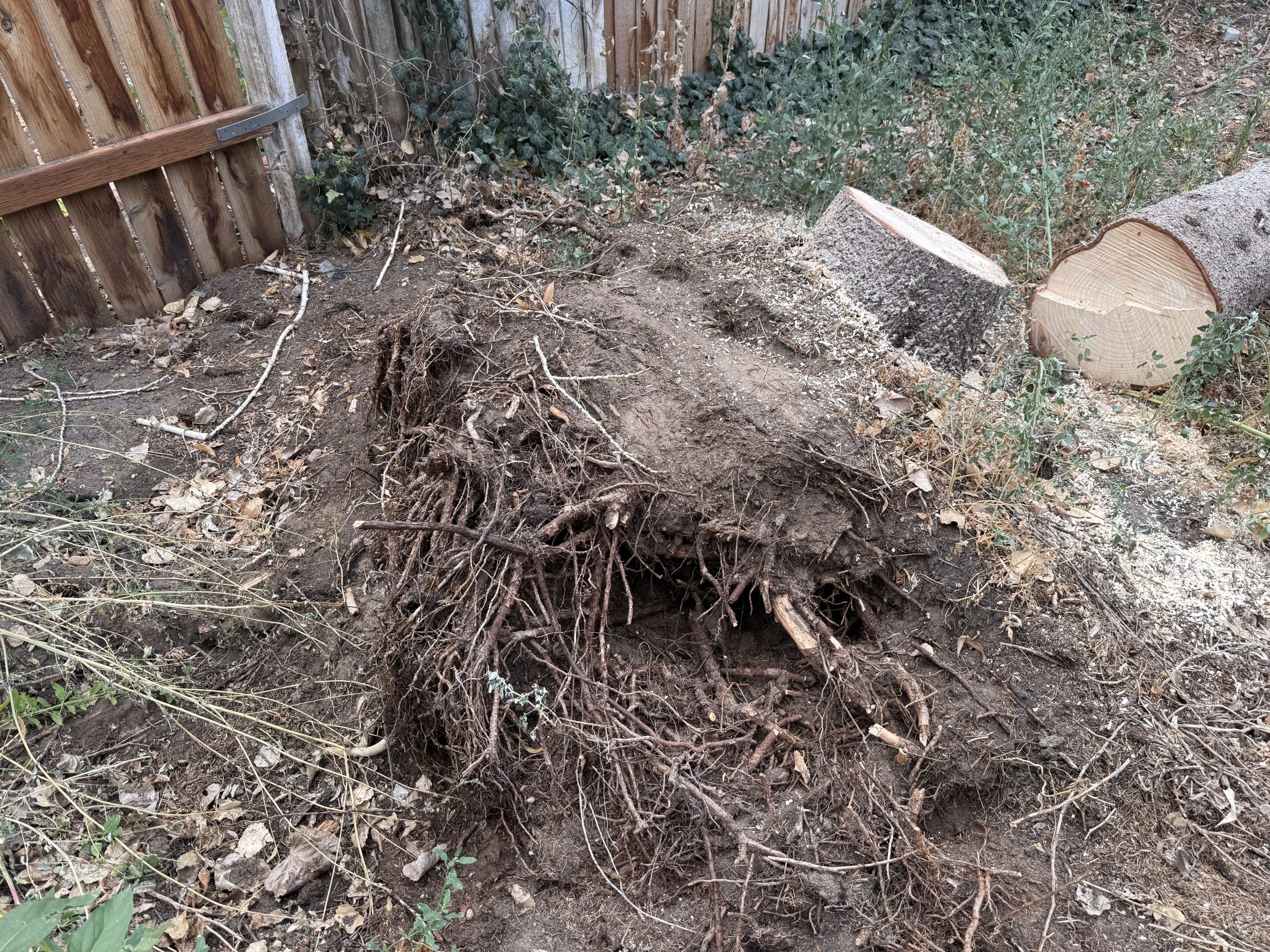 Featured image for “Backyard Stump Grinding With Limited Gate Access in Sandy, Utah”