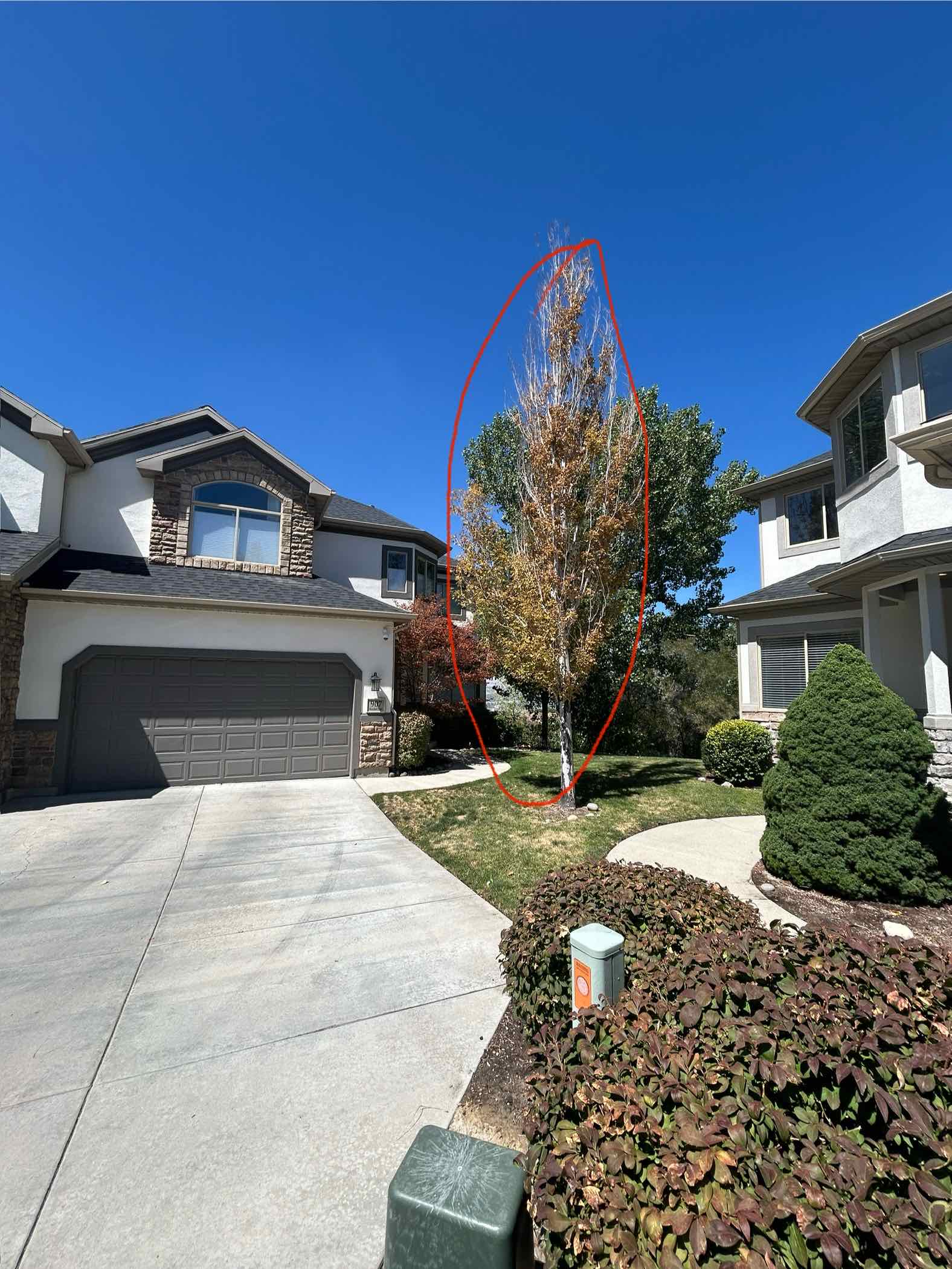 Featured image for “Professional Tree Removal and Stump Grinding in Draper, Utah”