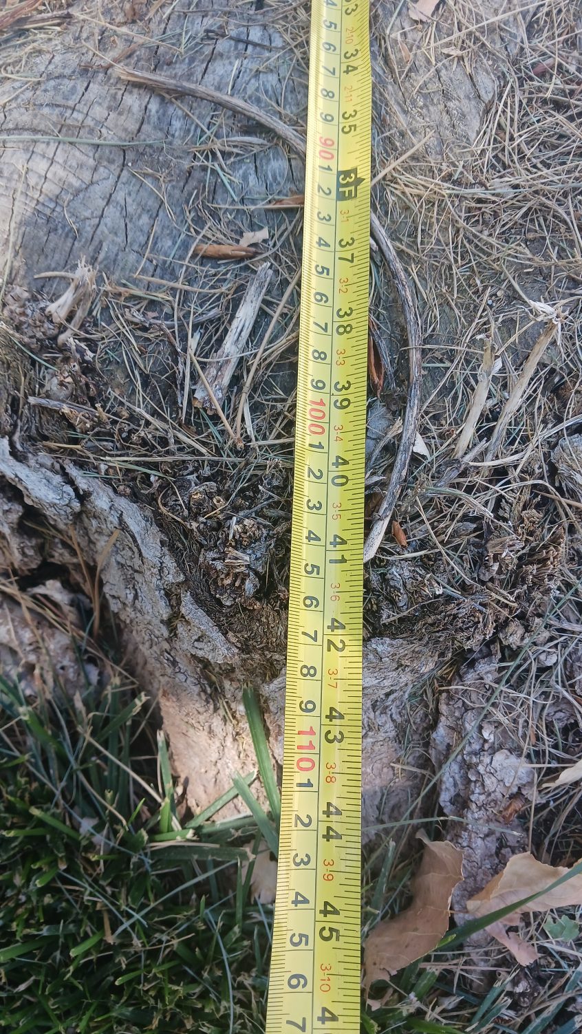 Backyard Stump Grinding for a 43-Inch Cottonwood in Sandy, Utah
