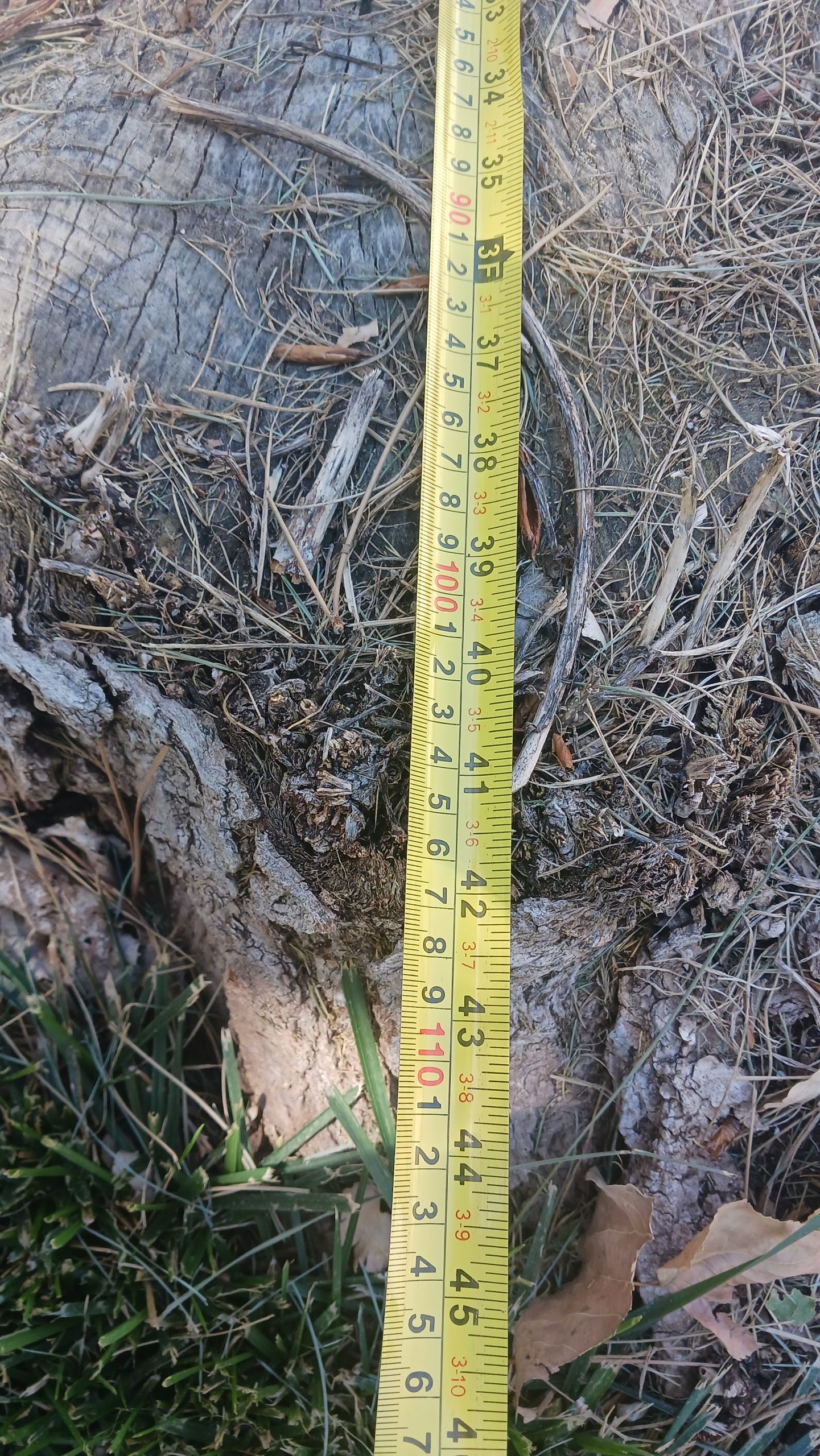 Featured image for “Backyard Stump Grinding for a 43-Inch Cottonwood in Sandy, Utah”