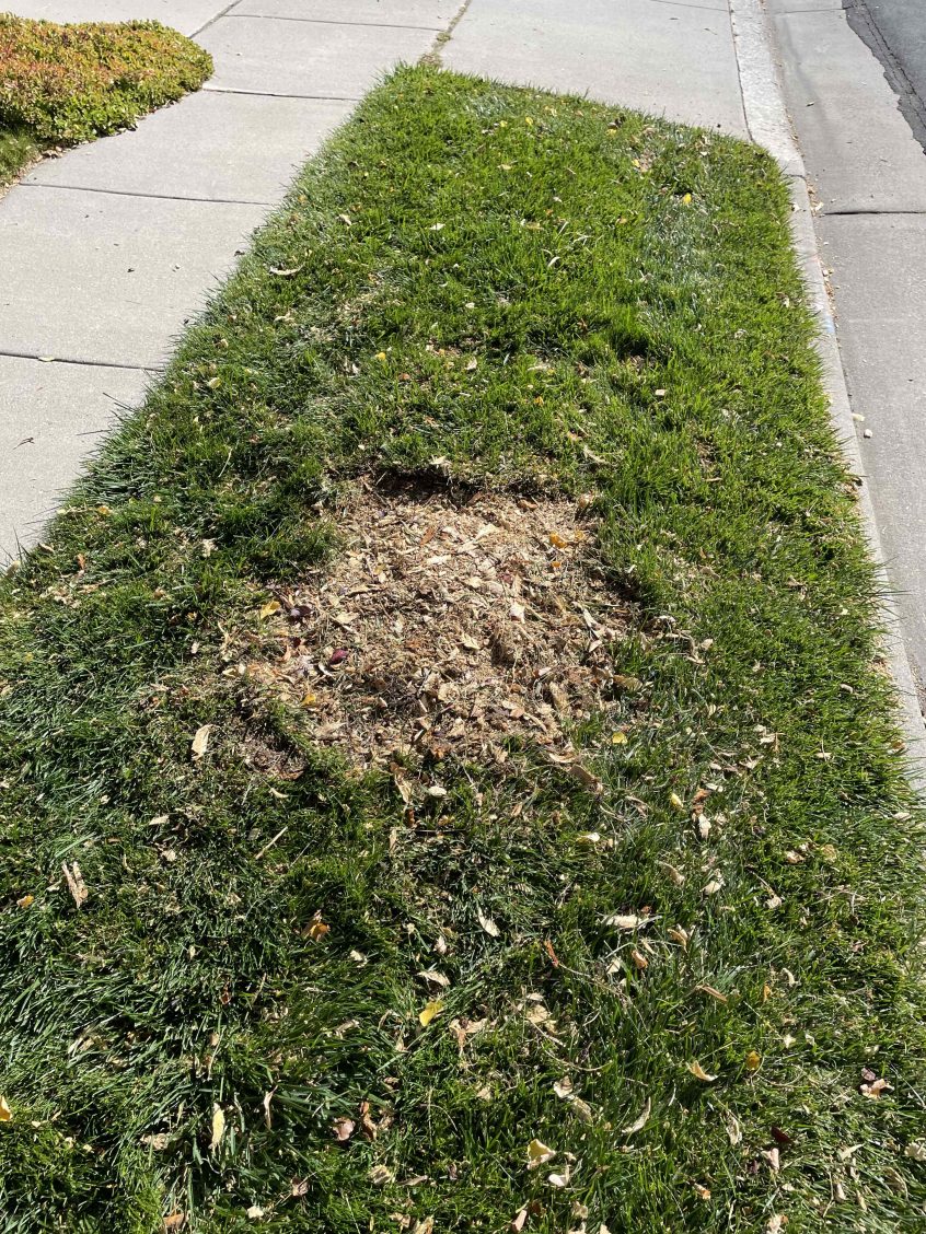 Park Strip Stump Grinding for a Cherry Tree in Sandy, Utah