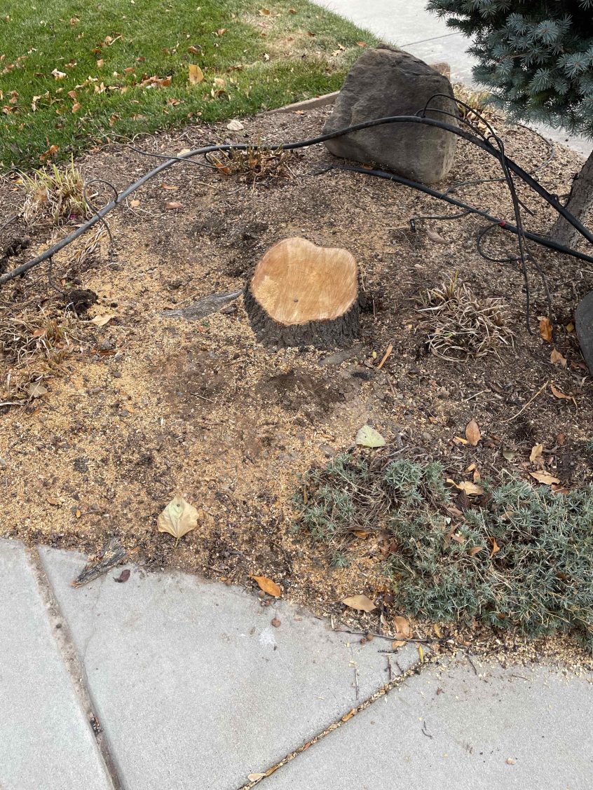 Why Proper Stump Grinding Matters After Tree Removal in South Jordan Why Proper Stump Grinding Matters After Tree Removal in South Jordan