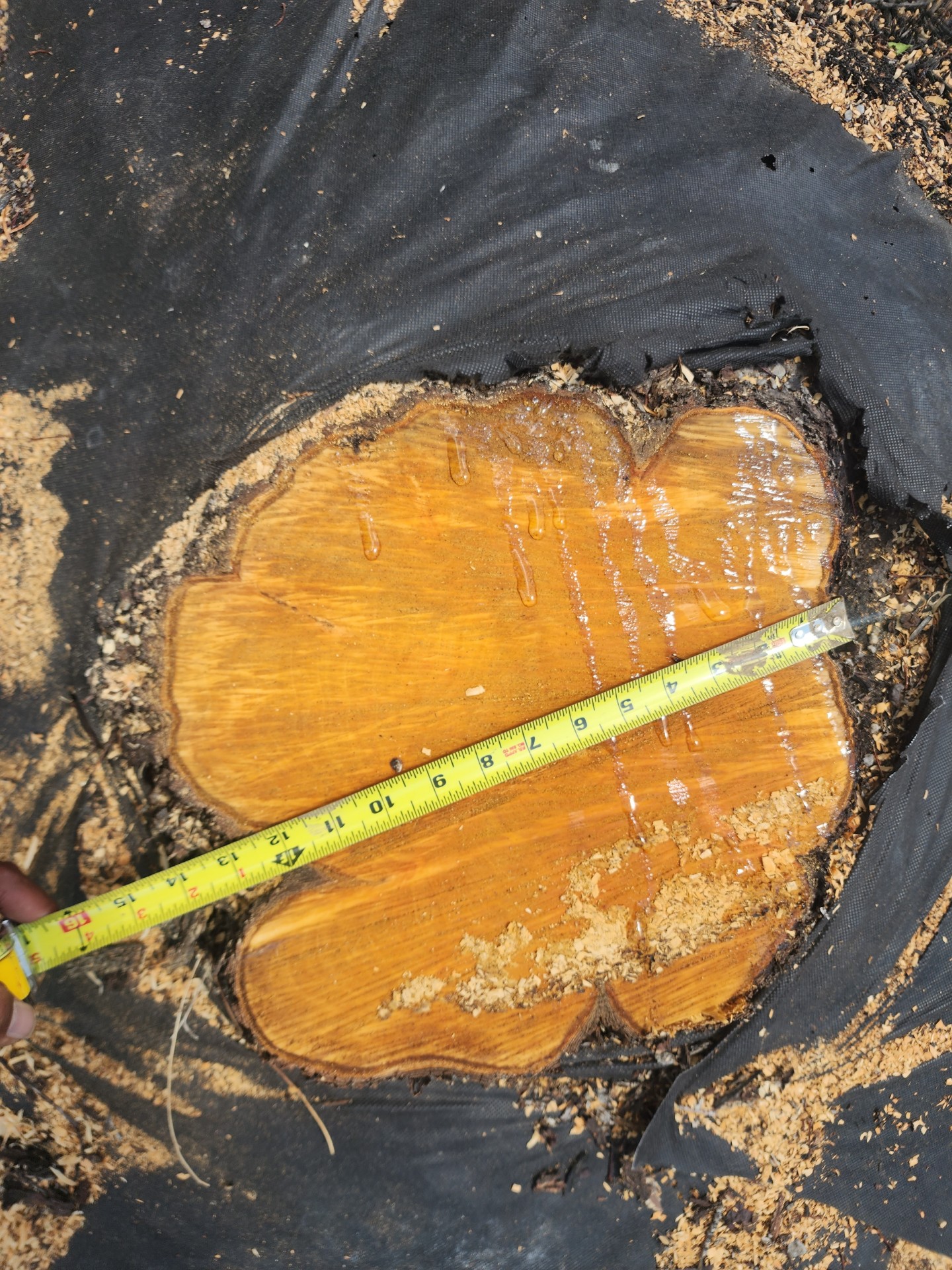 Featured image for “Clearing Multiple Small Stumps the Right Way in South Jordan, UT”