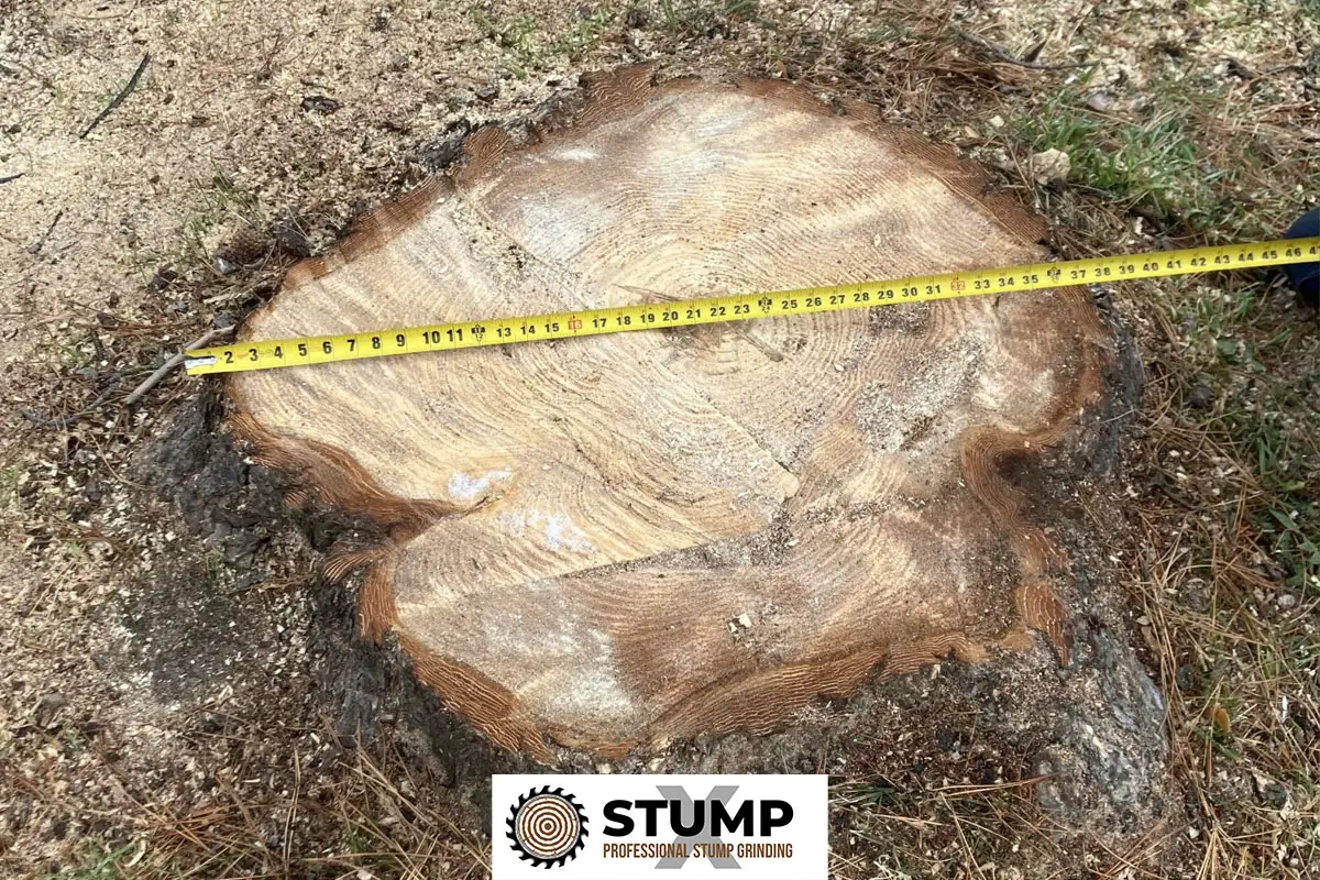 Why Old Tree Stumps Can Become a Long-Term Problem for Utah Homes and Commercial Properties Why Old Tree Stumps Can Become a Long-Term Problem for Utah Homes and Commercial Properties