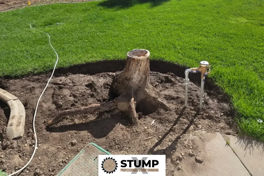 A Homeowner’s Guide to Tree Root Problems and When Stump Removal Is Needed A Homeowner’s Guide to Tree Root Problems and When Stump Removal Is Needed
